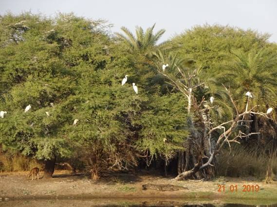 цапли и крокодил