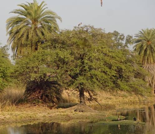 олень и птицы