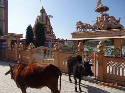 коровы у места пуджи80