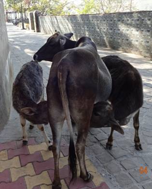 мама-корова80