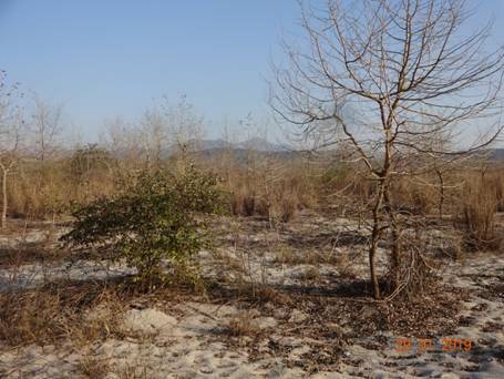 зимняя растительность80