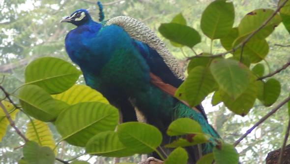 дели%20павлин70