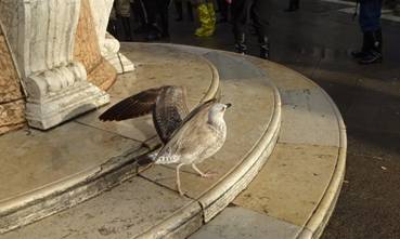 Чайка на Сан-Марко70