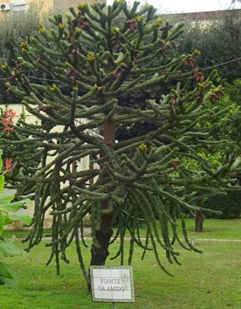 почти ёлка120