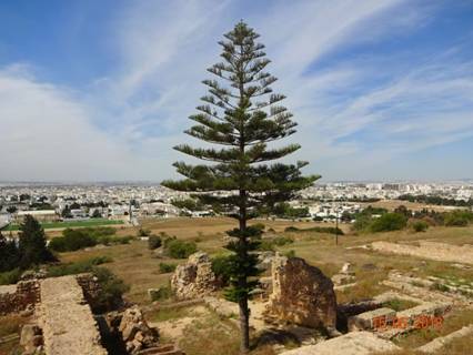 Холм Дидоны