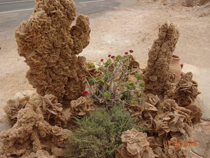 роза пустыни