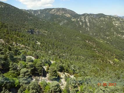 горы с кедрами