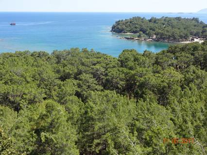 Фазелис с трассы