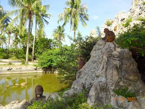 остров обезьян70